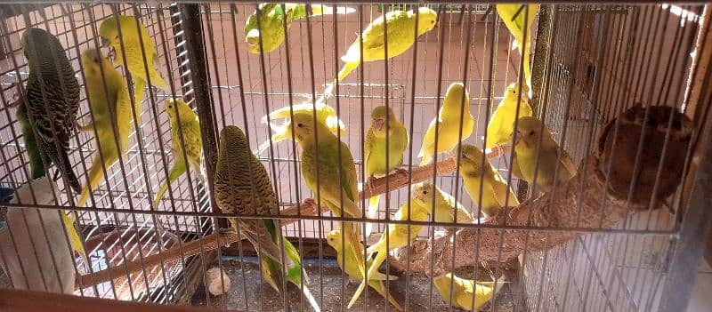 budgies breeder pairs and pathy 6