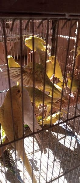 budgies breeder pairs and pathy 8
