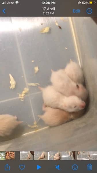 hamster pair on sale  limited 3