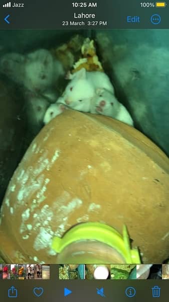 hamster pair on sale  limited 4