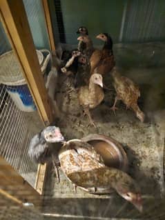 Aseel miyawali chicks
