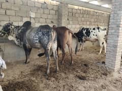 Bull for sale / cow for sale / waxcha for sale