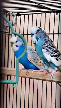 Exhibition budgies breeder pair available