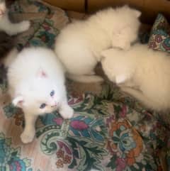 white parsain triple coat blue eye kitten 0