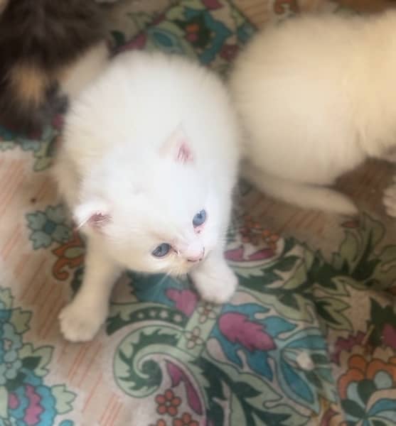 white parsain triple coat blue eye kitten 1