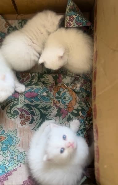 white parsain triple coat blue eye kitten 2