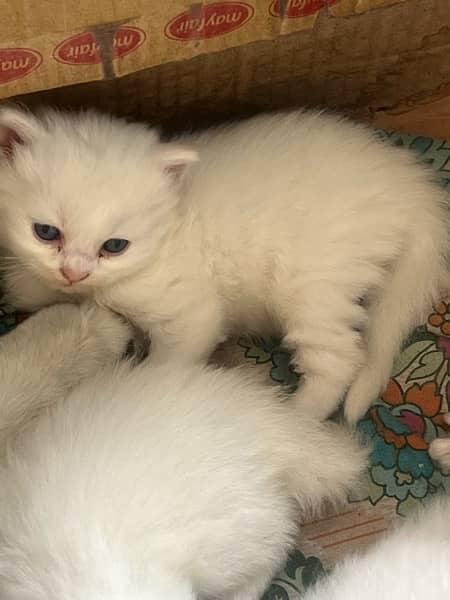 white parsain triple coat blue eye kitten 3