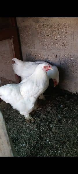 RIR Hens,AUSTRALORP Hens,WHITE BUFF Hens,GOLDEN MISRI Hens 5