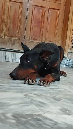 High quality Male Doberman 0