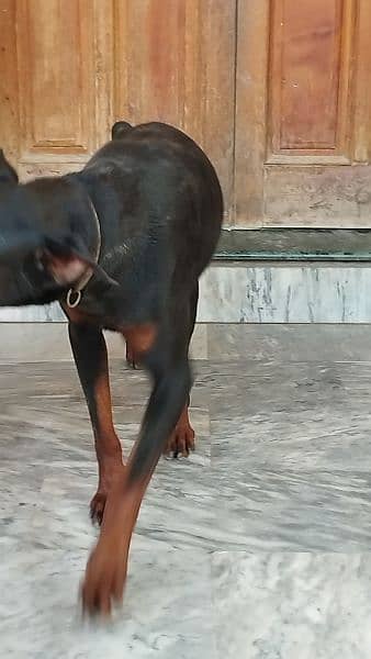 High quality Male Doberman 3