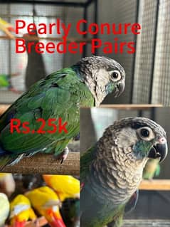 Suncheek / Moon Cheek / Pearly Conure for sale / Parrot for Sale 0