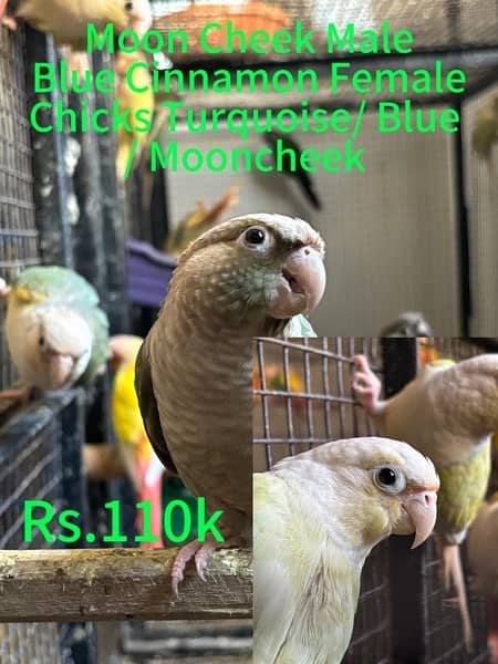 Suncheek / Moon Cheek / Pearly Conure for sale / Parrot for Sale 1