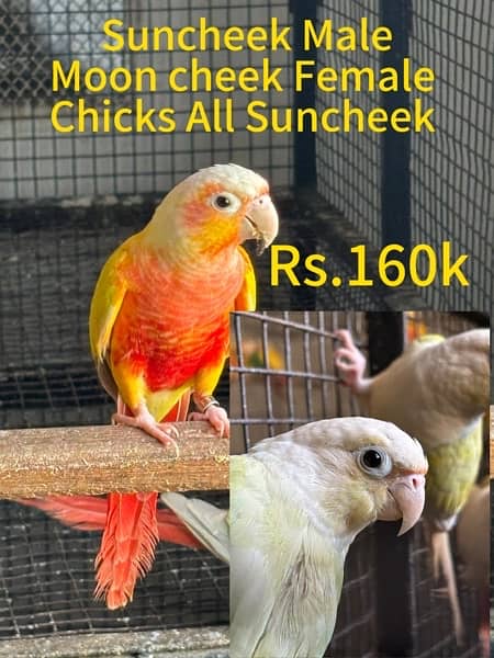 Suncheek / Moon Cheek / Pearly Conure for sale / Parrot for Sale 2