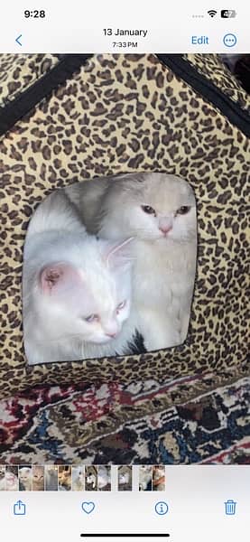 persian cats \\ kitten\\ cats \\ pair 5