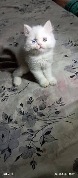 odd eyes White persian kitten triple long coat|punch face| Persian cat 1