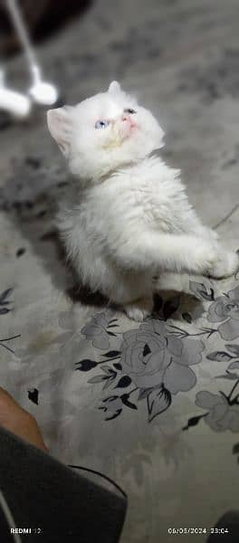 odd eyes White persian kitten triple long coat|punch face| Persian cat 3