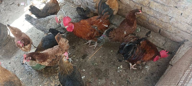 Hens for sale 2