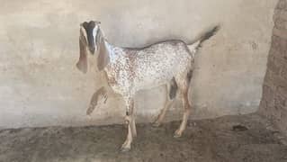 Urgent goats for sale