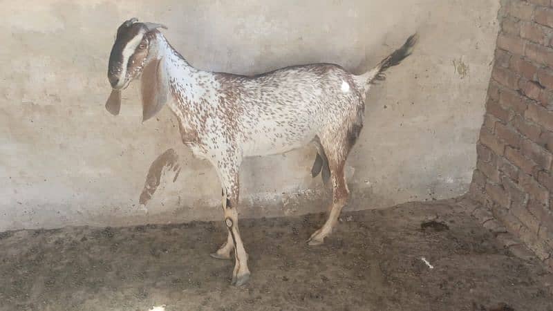 Urgent goats for sale 1