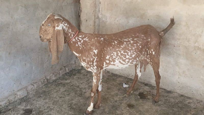 Urgent goats for sale 2