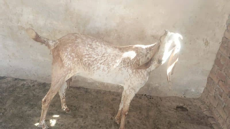 Urgent goats for sale 3
