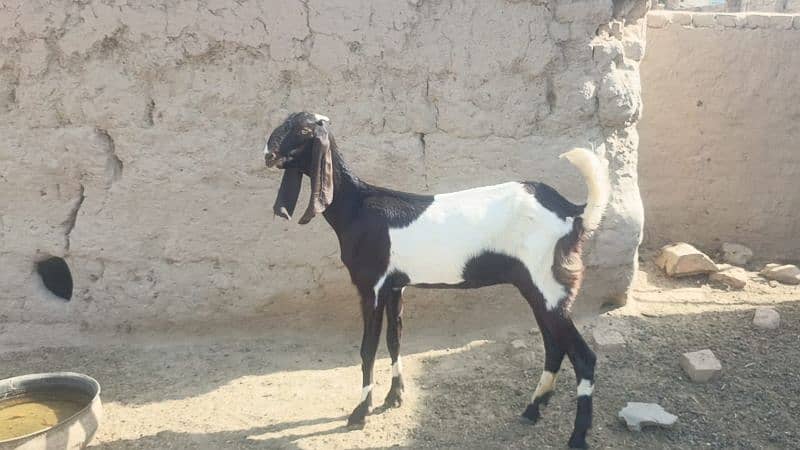 Urgent goats for sale 4