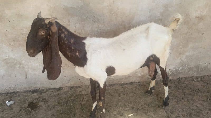 Urgent goats for sale 5