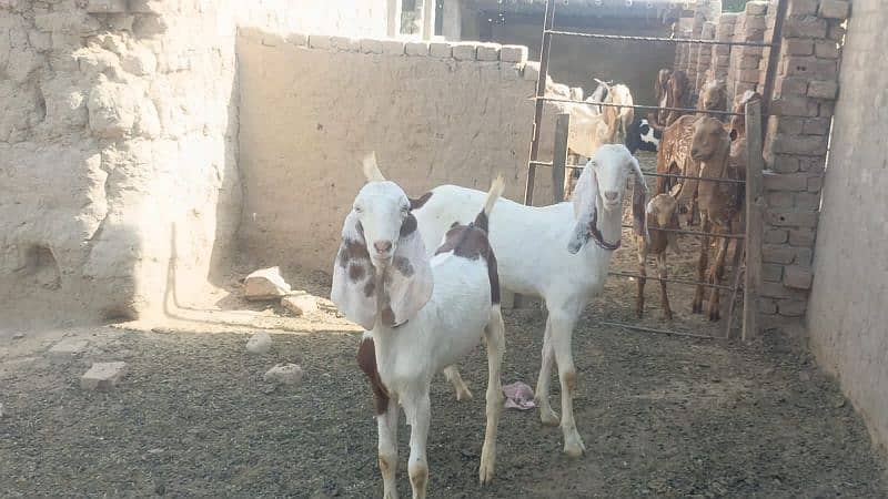 Urgent goats for sale 6