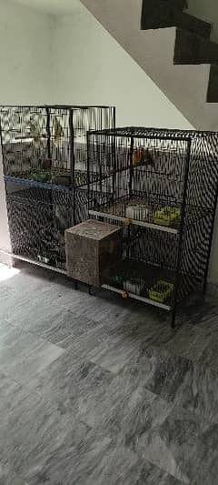 Albino / lutino / love bird / cocktail / birds cage / birds setup