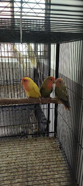 Albino / lutino / love bird / cocktail / birds cage / birds setup 2