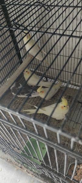 Albino / lutino / love bird / cocktail / birds cage / birds setup 3