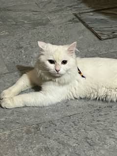 PERSIAN MALE CAT FOR SALE
