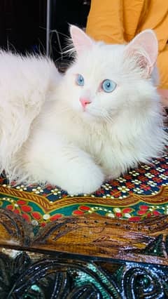 2 kittens blue eyes