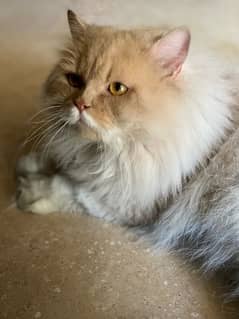 Majestic Triple-Coated Persian Cat - Soft, Fluffy, and Regal!