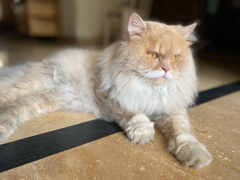 "Majestic Triple-Coated Persian Cat - Soft, Fluffy, and Regal!" 1