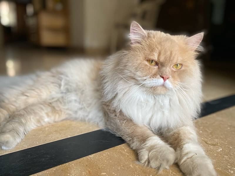 "Majestic Triple-Coated Persian Cat - Soft, Fluffy, and Regal!" 2