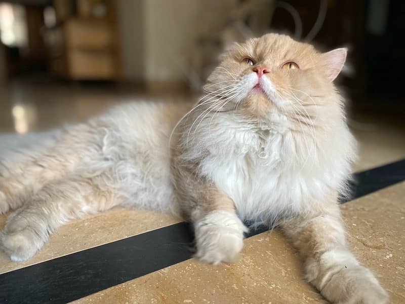 "Majestic Triple-Coated Persian Cat - Soft, Fluffy, and Regal!" 3