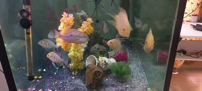 fish aquarium with fish