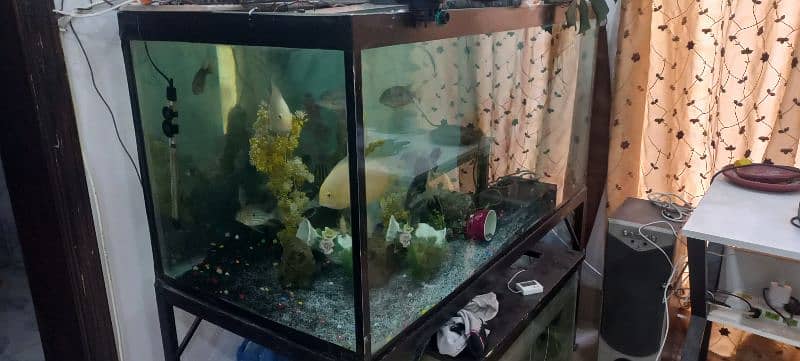 fish aquarium with fish 1