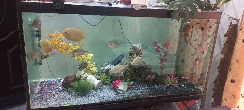 fish aquarium 4 feet 1