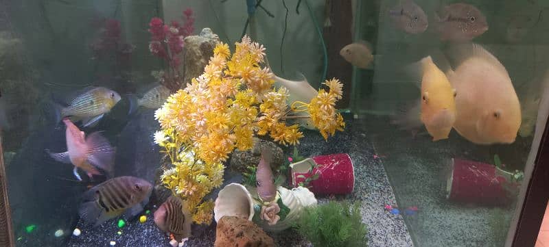 fish aquarium with fish 3