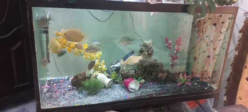 fish aquarium 4 feet 2