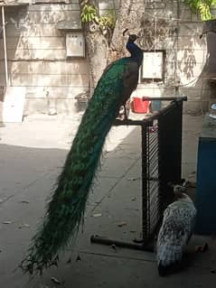 Peacocks eggs laying for sale1+2
