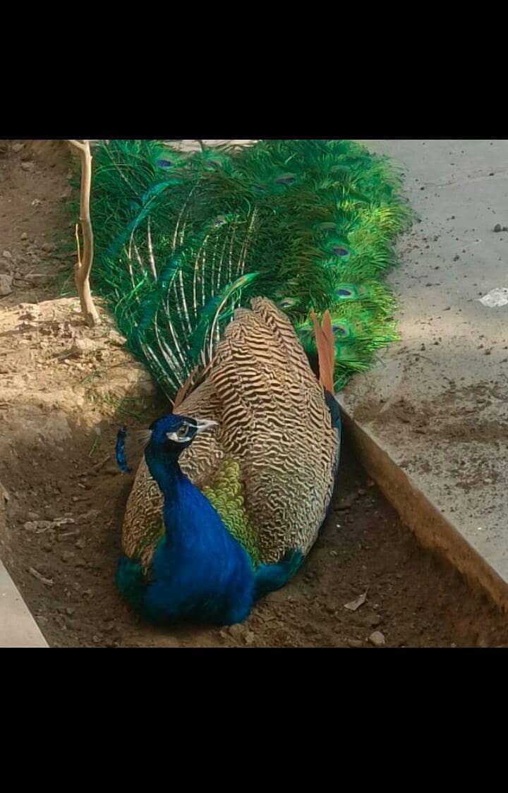 Peacocks trio set eggs laying for sale1+2 2