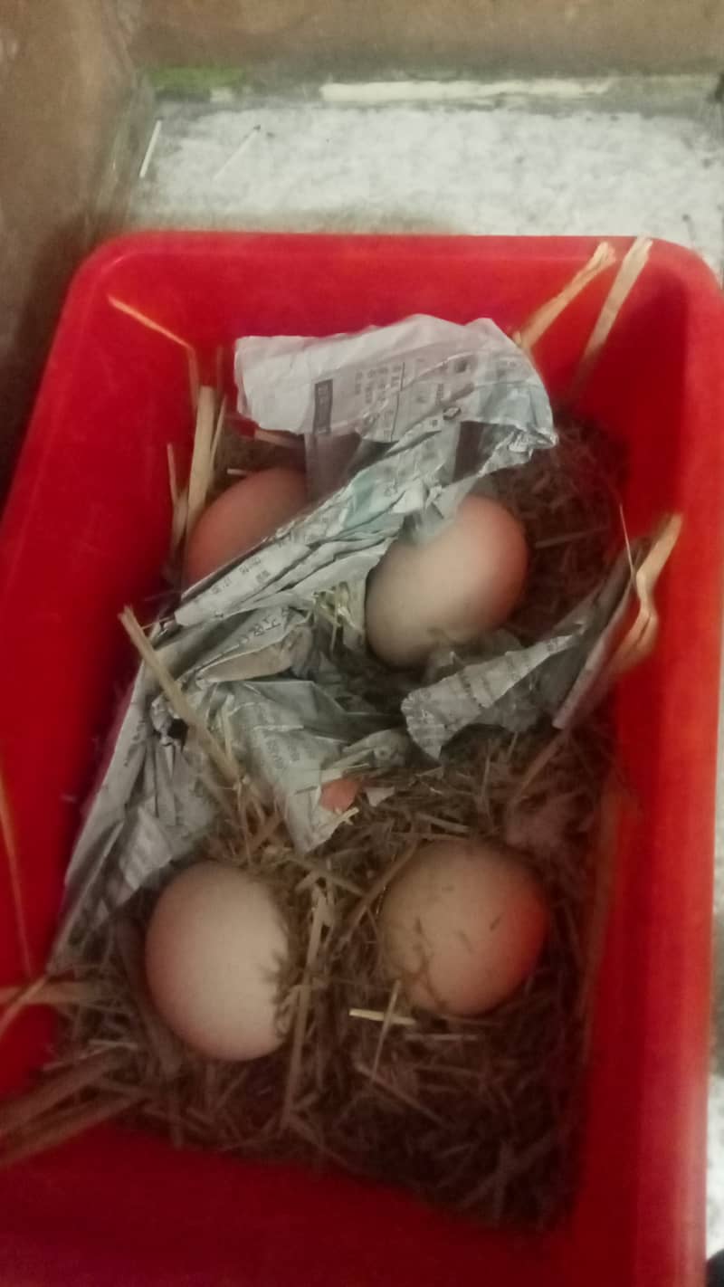 Peacocks trio set eggs laying for sale1+2 4