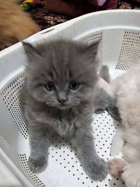 persian kitten tripple coated 1