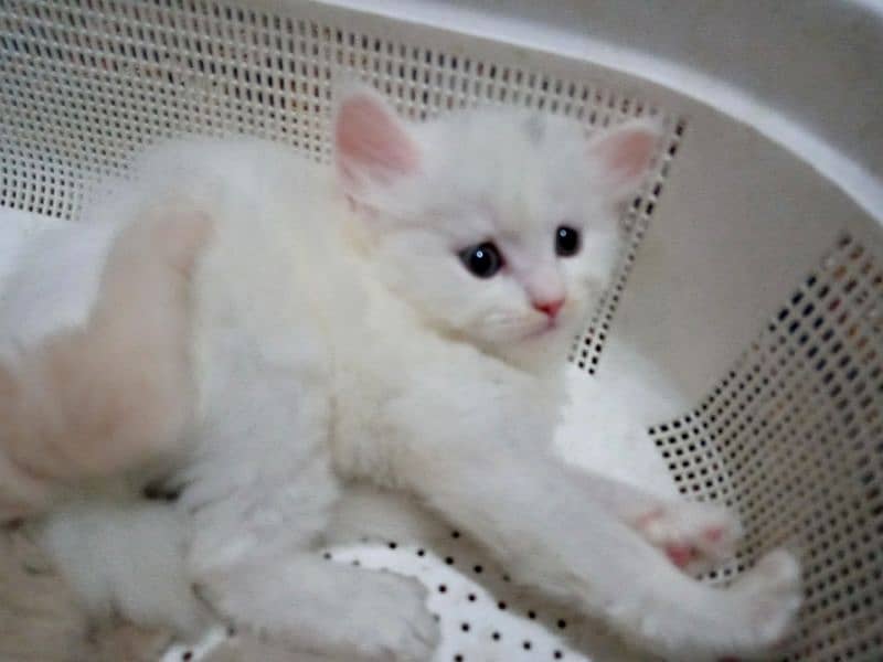 persian kitten tripple coated 2