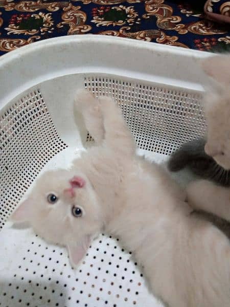 persian kitten tripple coated 3