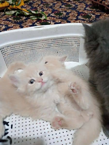 persian kitten tripple coated 4