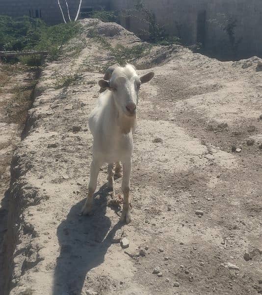 Nigerian Dwarf male and pregnant female 0